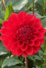 Joan's Collection @ Two Pony Two Pony Dahlia Plant 'RED CAP’ Joan's Collection