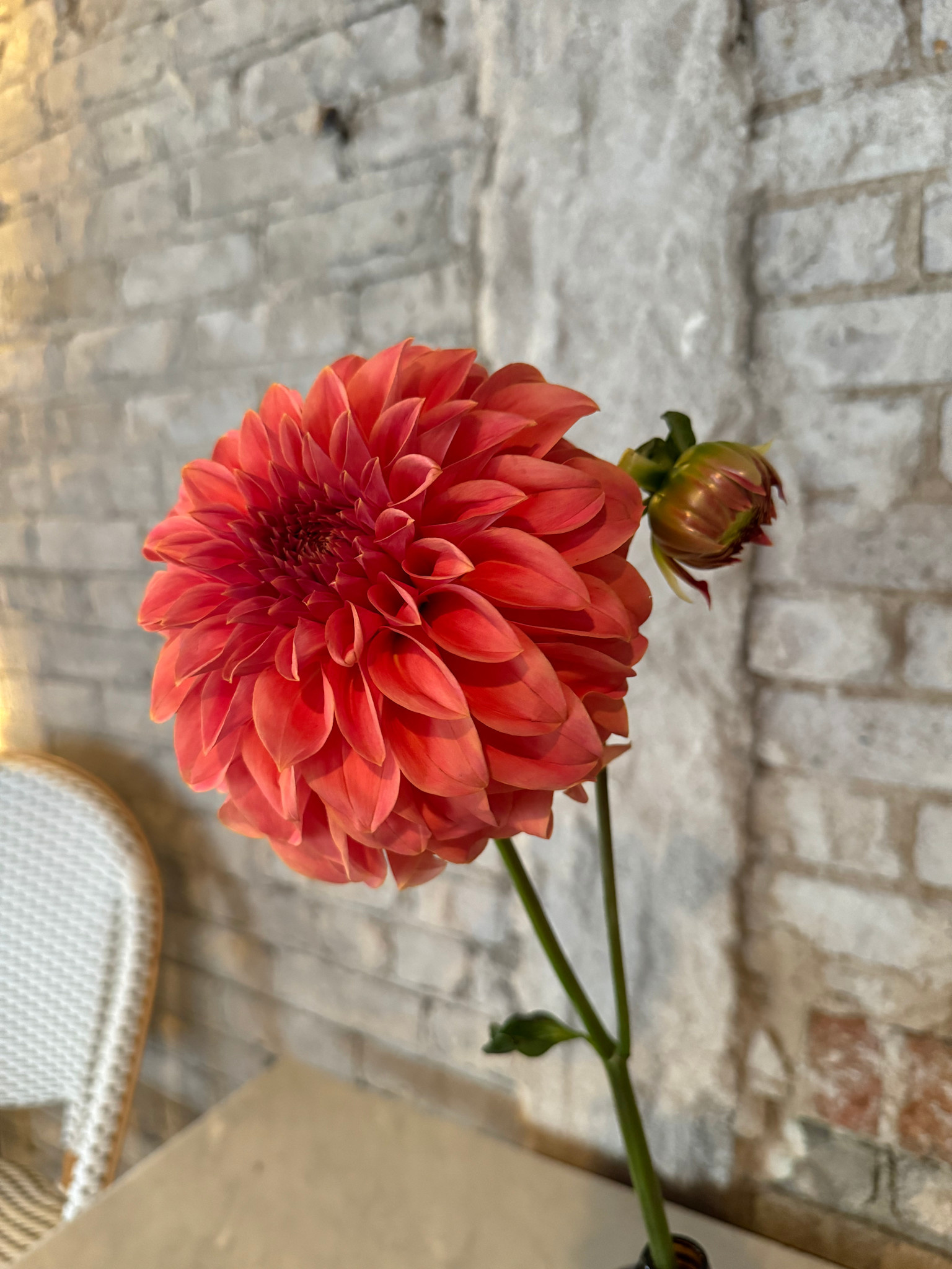 Two Pony Dahlia Plant 'BARBARRY SALMON’