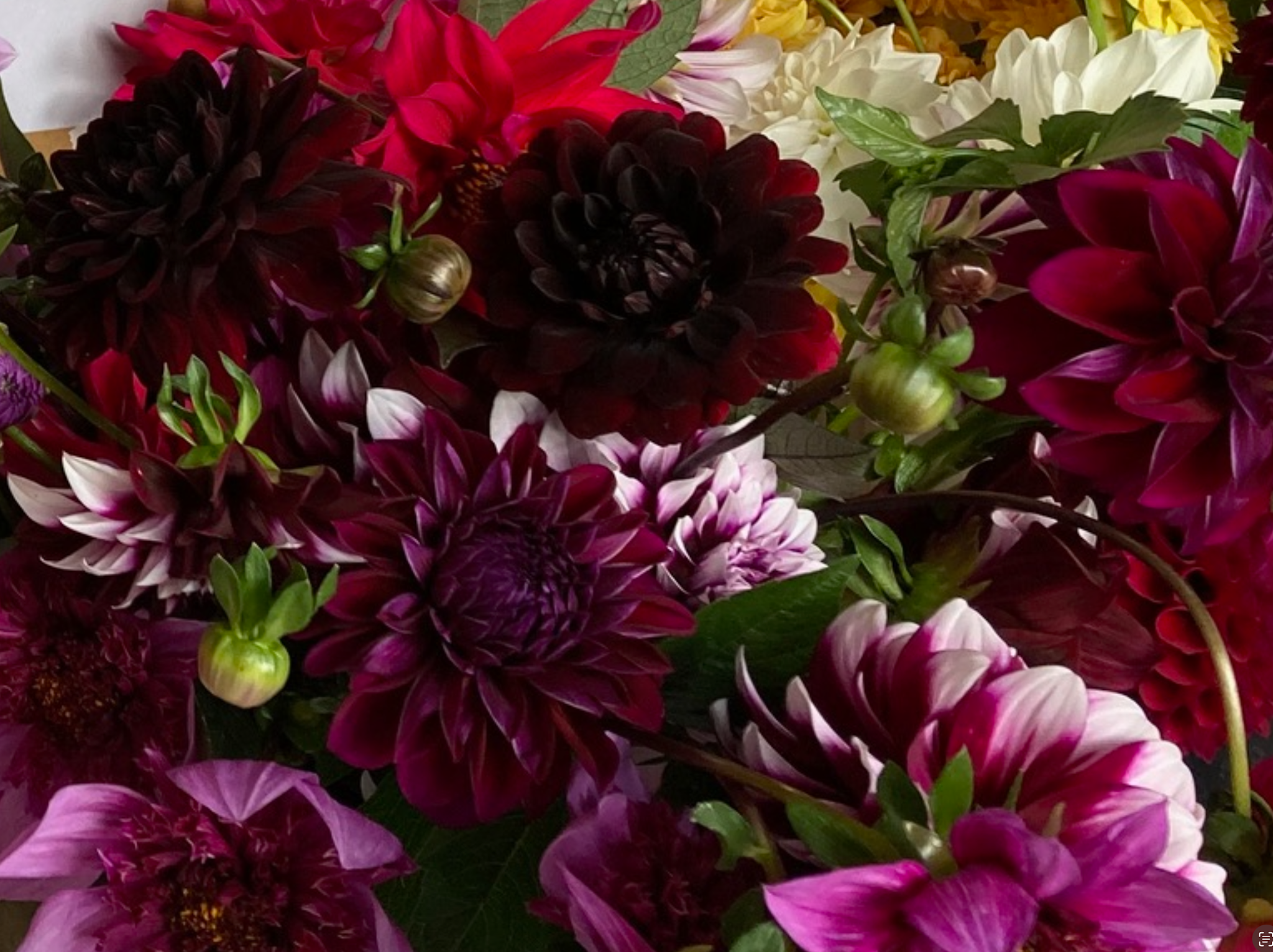Two Pony Dahlia Plant 'KARMA CHOC’