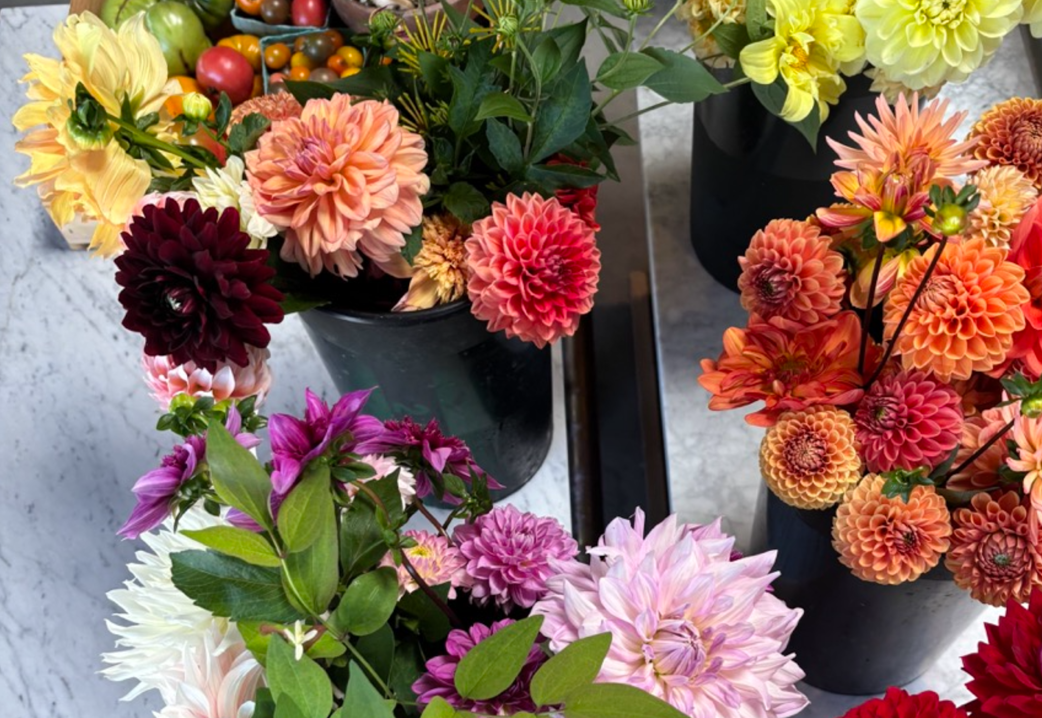 Two Pony Dahlia Plant 'KARMA CHOC’