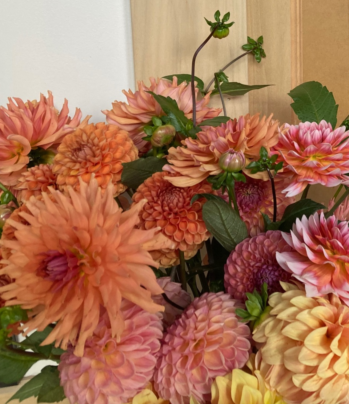 Two Pony Dahlia Plant 'TERRACOTTA’